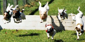 Jack Russell Races